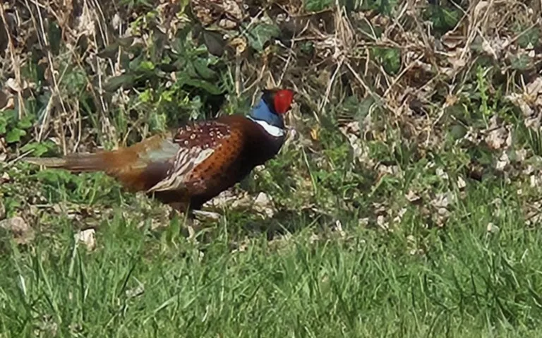 Luc sur Mer 27 mars 2025