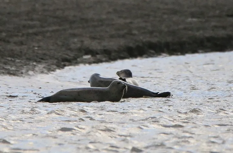 10 mars 2022 - Sallenelle